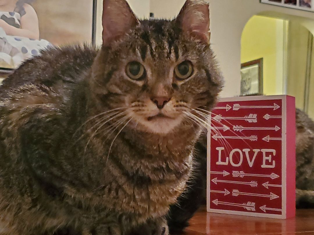 Fluffy Tabby, an adoptable Domestic Short Hair in Carnegie, PA, 15106 | Photo Image 3