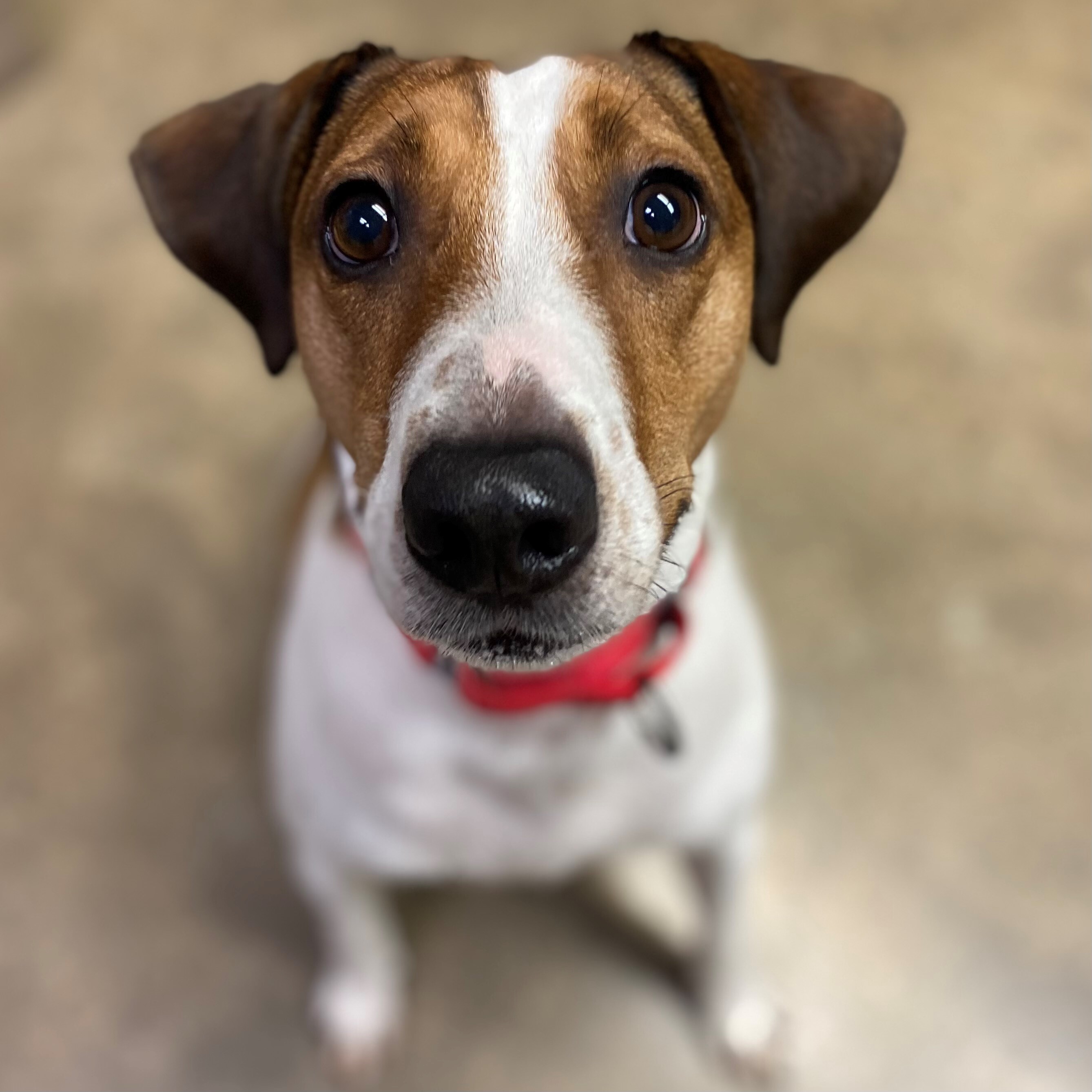 Dunkirk, an adoptable Hound in Itasca, IL, 60143 | Photo Image 2