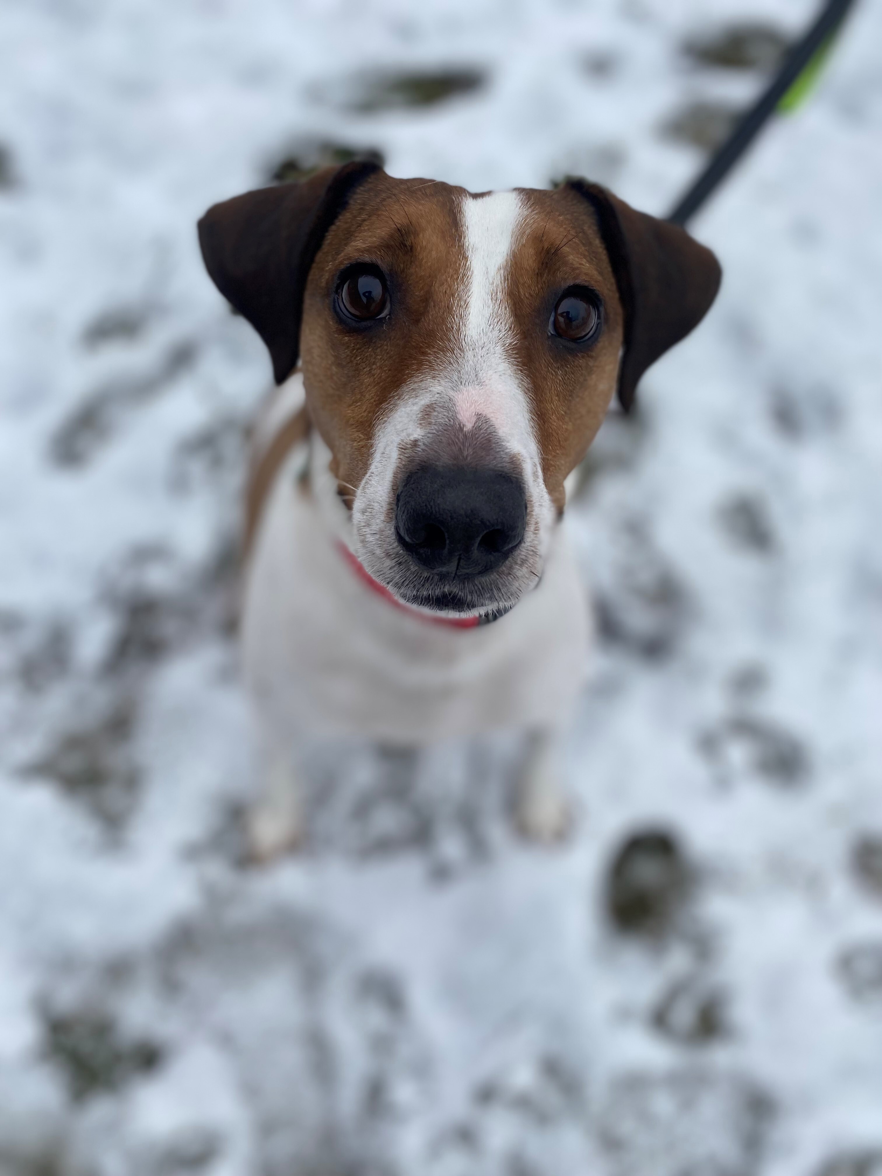 Dunkirk, an adoptable Hound in Itasca, IL, 60143 | Photo Image 3