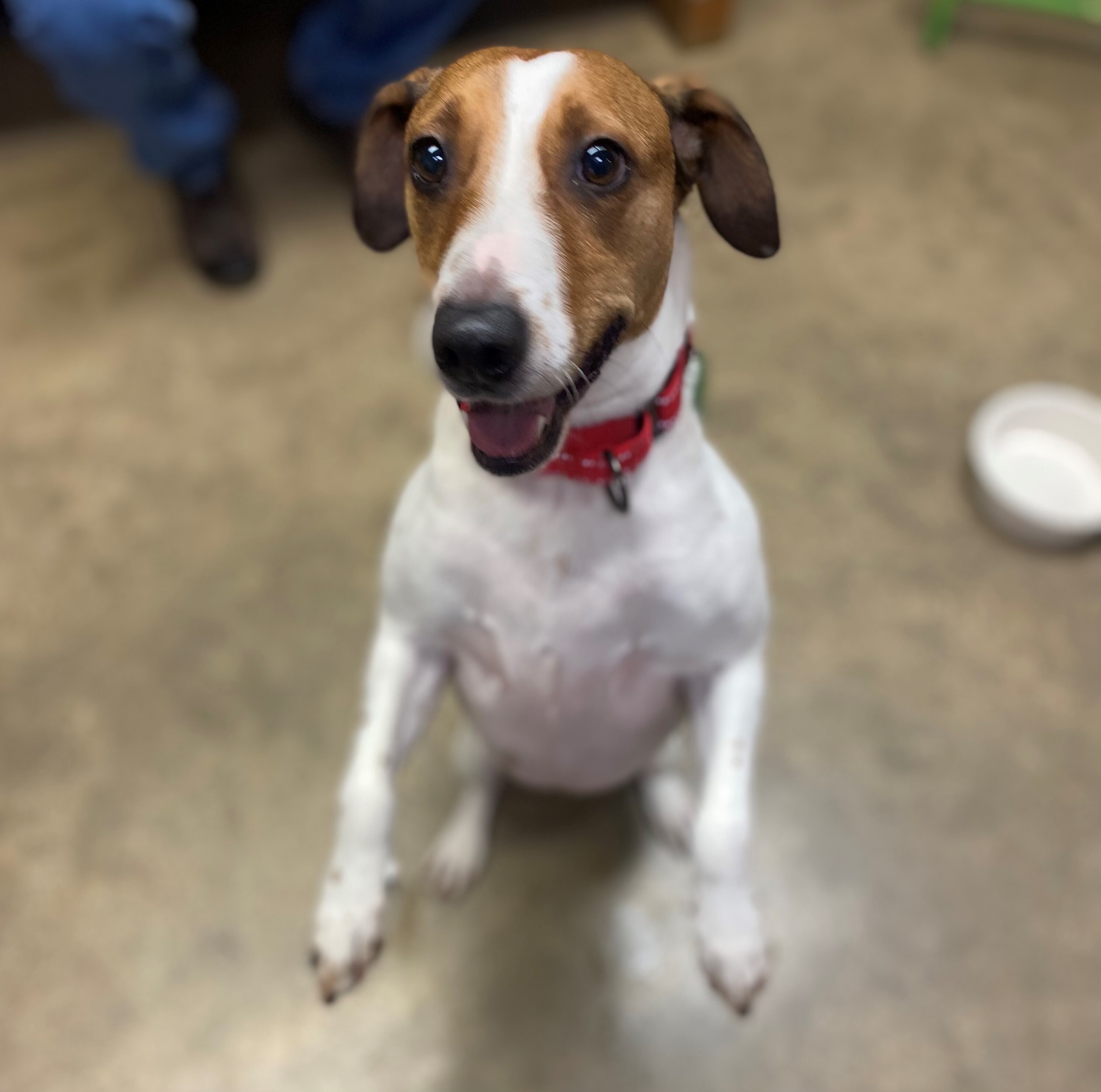 Dunkirk, an adoptable Hound in Itasca, IL, 60143 | Photo Image 4