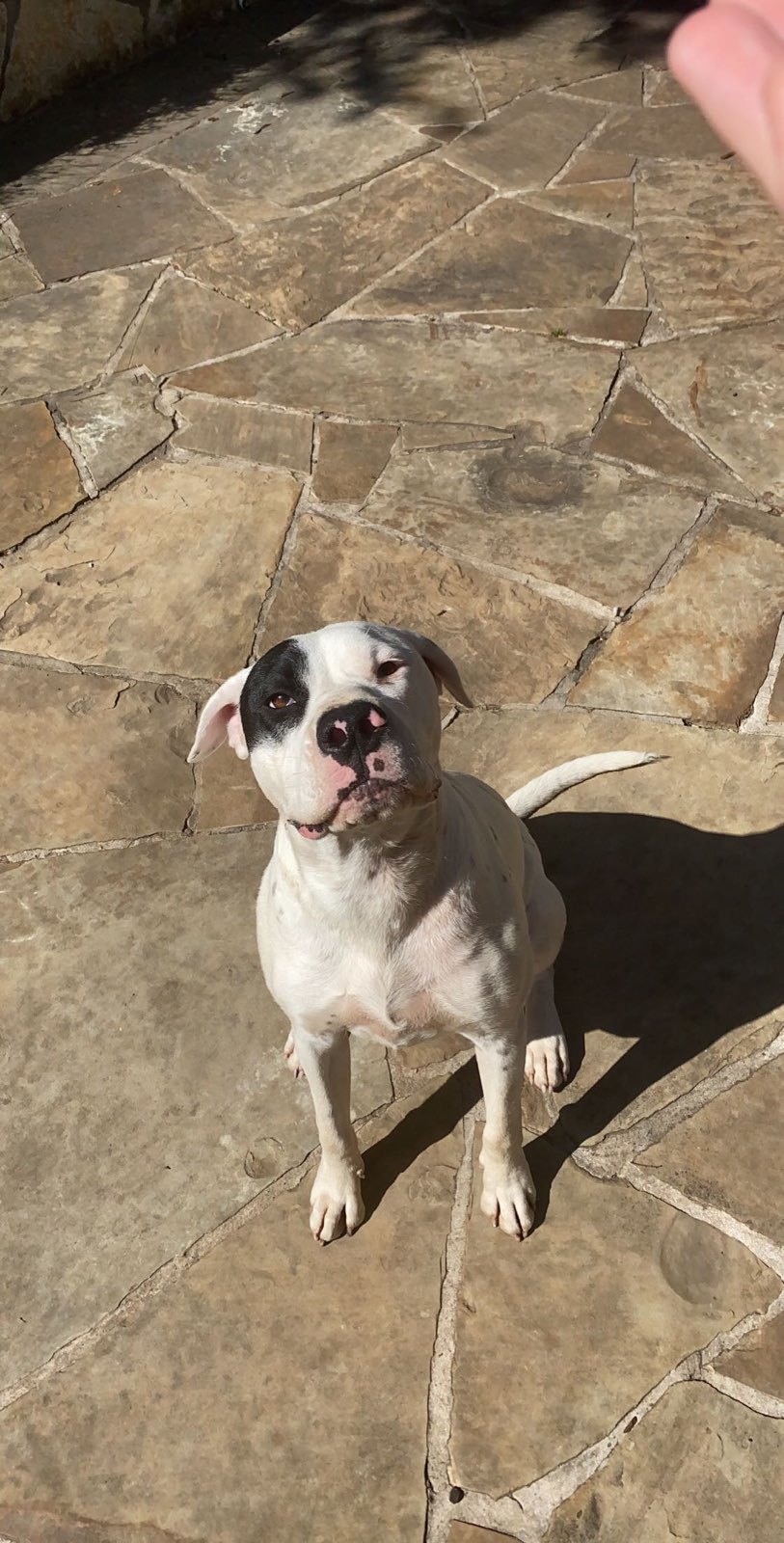 Tanner, an adoptable American Bulldog in White Settlement, TX, 76108 | Photo Image 3