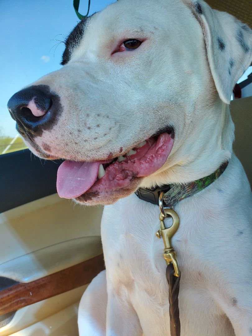 Tanner, an adoptable American Bulldog in White Settlement, TX, 76108 | Photo Image 1