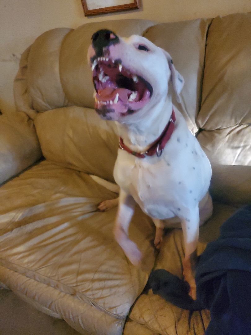 Tanner, an adoptable American Bulldog in White Settlement, TX, 76108 | Photo Image 6
