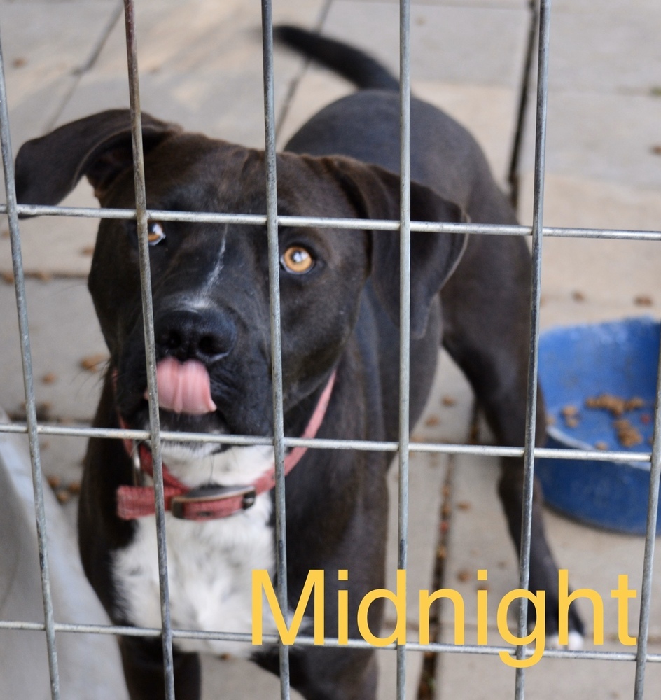 Midnight, an adoptable Labrador Retriever in Troy, AL, 36081 | Photo Image 1