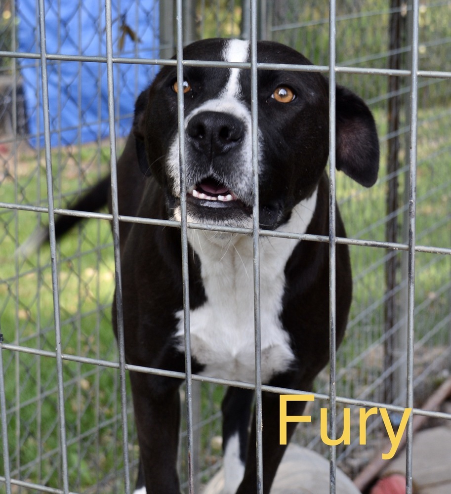 Fury, an adoptable Labrador Retriever in Troy, AL, 36081 | Photo Image 2