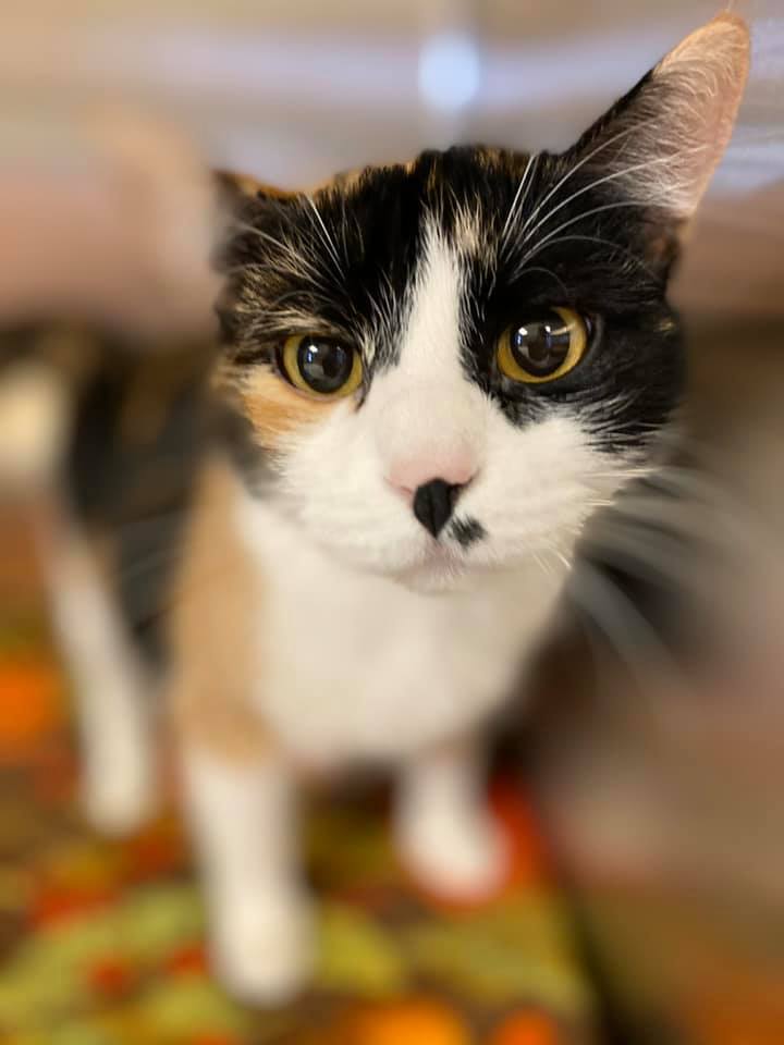 Marley, an adoptable Domestic Short Hair in Davenport, IA, 52806 | Photo Image 2