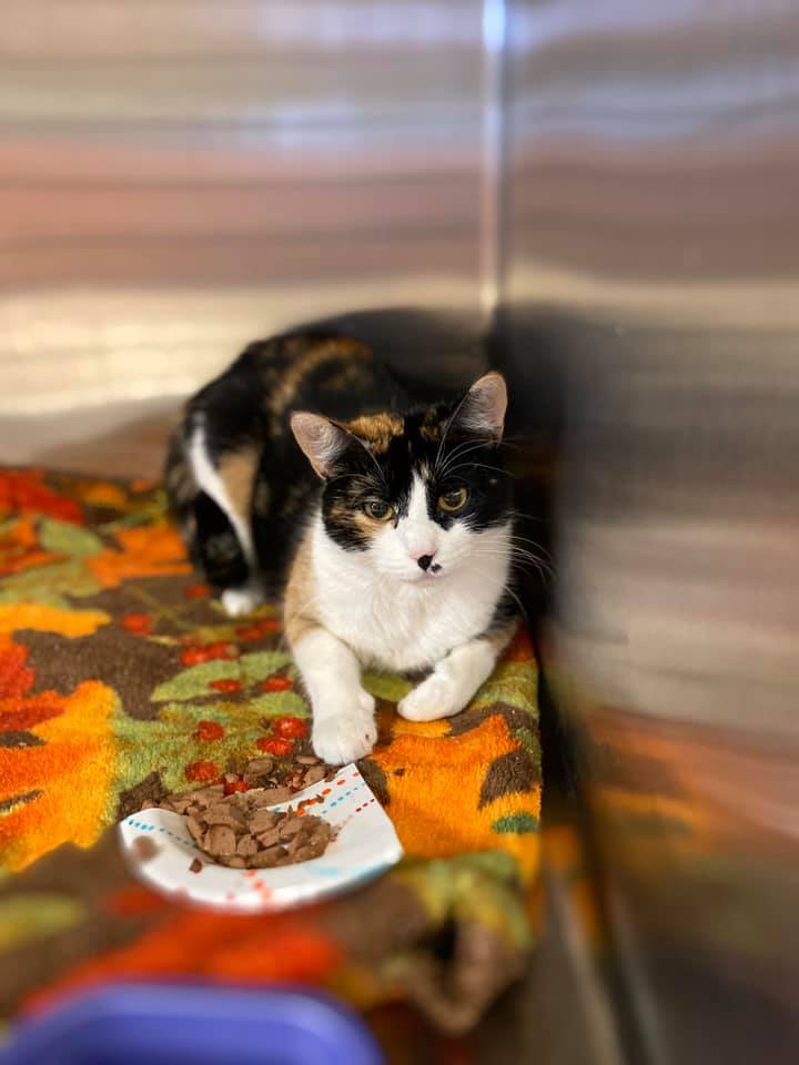 Marley, an adoptable Domestic Short Hair in Davenport, IA, 52806 | Photo Image 4