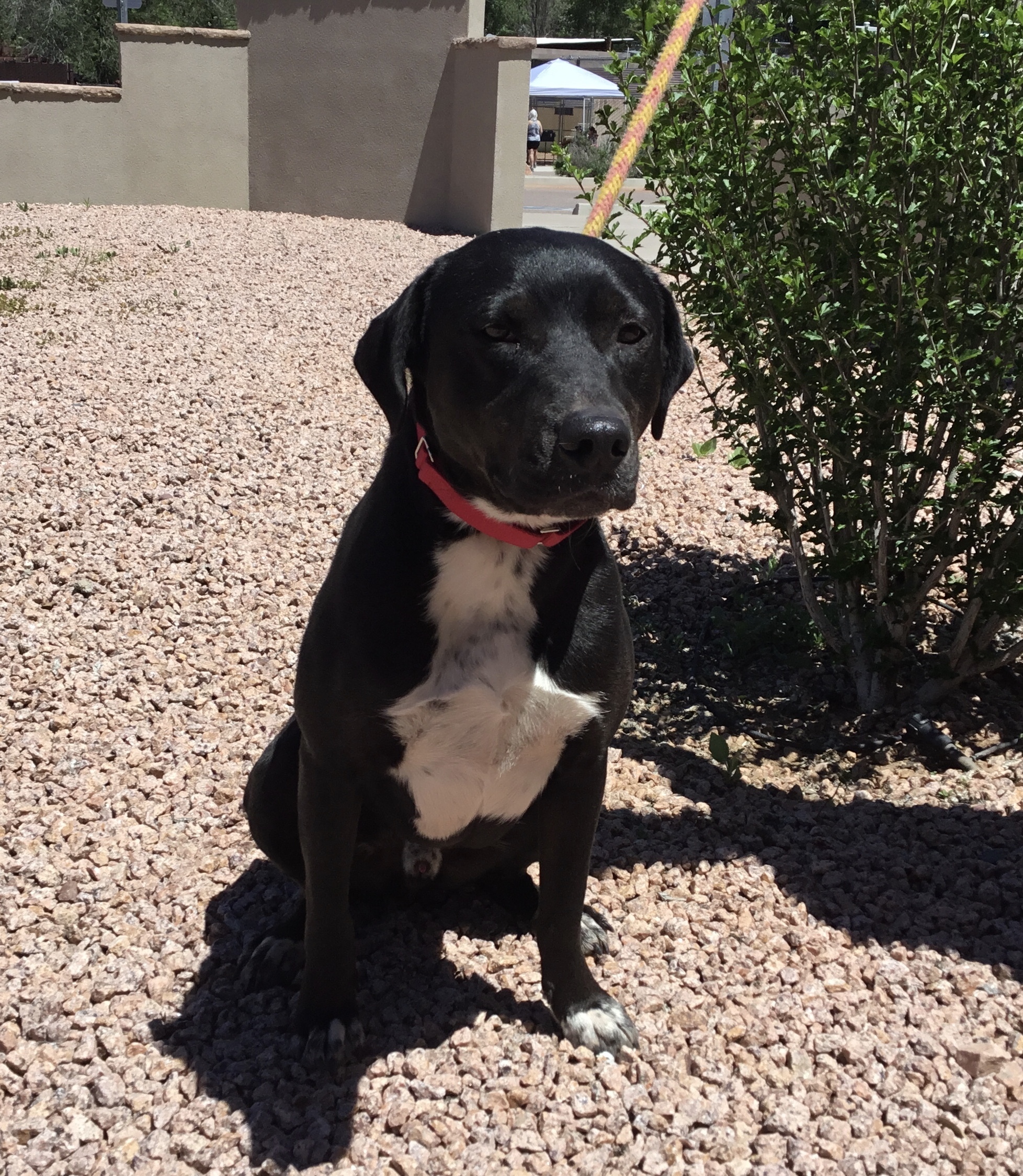 Augie, an adoptable Labrador Retriever, Border Collie in Payson, AZ, 85541 | Photo Image 2