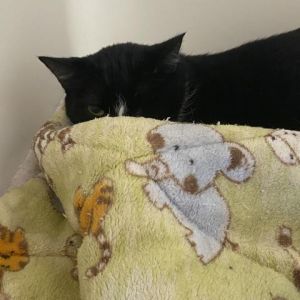Capt Jack (was Kissimmee), Adult Male Domestic Short Hair