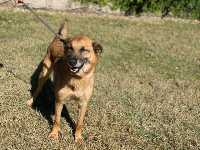 Sammy, an adoptable Belgian Shepherd / Malinois, German Shepherd Dog in Bellaire, TX, 77401 | Photo Image 2