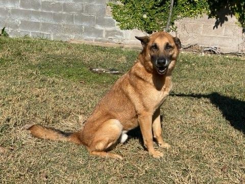 Sammy, an adoptable Belgian Shepherd / Malinois, German Shepherd Dog in Bellaire, TX, 77401 | Photo Image 1