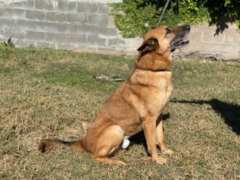 Sammy, an adoptable Belgian Shepherd / Malinois, German Shepherd Dog in Bellaire, TX, 77401 | Photo Image 3
