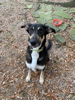 Sierra, an adoptable German Shepherd Dog in Bellaire, TX, 77401 | Photo Image 2