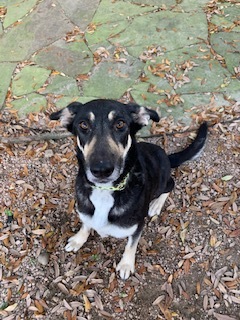 Sierra, an adoptable German Shepherd Dog in Bellaire, TX, 77401 | Photo Image 3