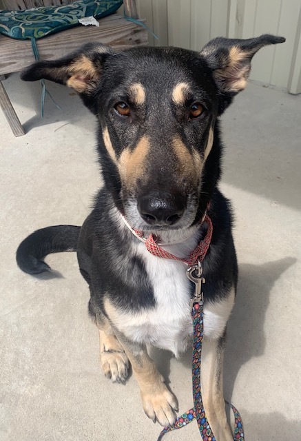 Sierra, an adoptable German Shepherd Dog in Bellaire, TX, 77401 | Photo Image 4