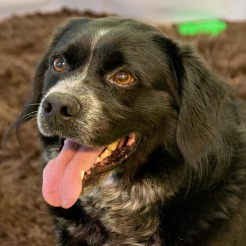 Dillon, an adoptable Spaniel in Middletown, NY, 10940 | Photo Image 1