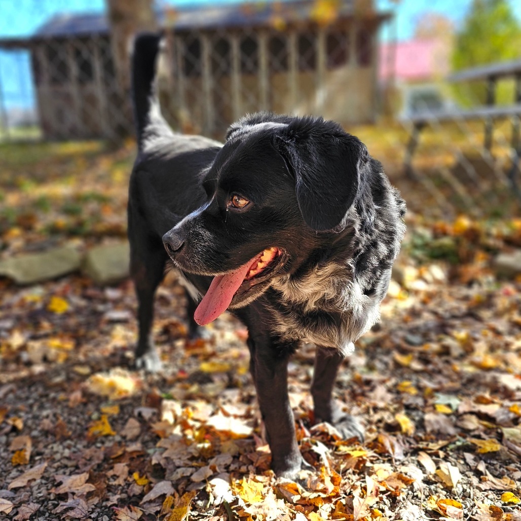 Dillon, an adoptable Spaniel in Middletown, NY, 10940 | Photo Image 1