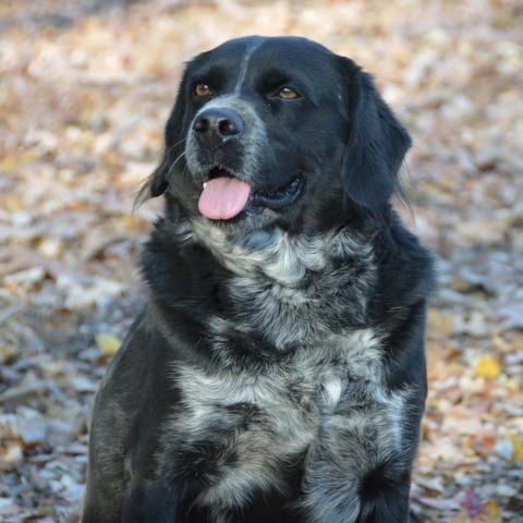 Dillon, an adoptable Spaniel in Middletown, NY, 10940 | Photo Image 2