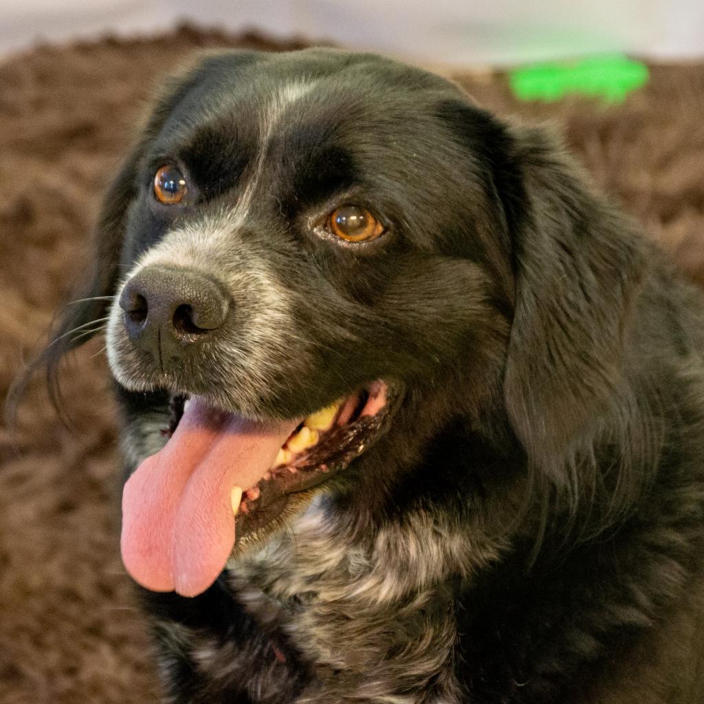Dillon, an adoptable Spaniel in Middletown, NY, 10940 | Photo Image 2