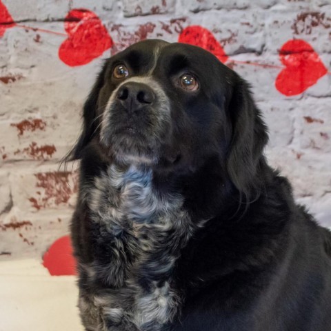 Dillon, an adoptable Spaniel in Middletown, NY, 10940 | Photo Image 3