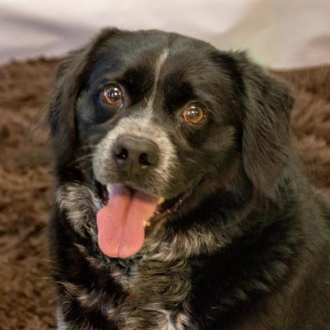 Dillon, an adoptable Spaniel in Middletown, NY, 10940 | Photo Image 3