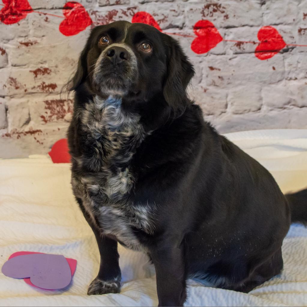 Dillon, an adoptable Spaniel in Middletown, NY, 10940 | Photo Image 3