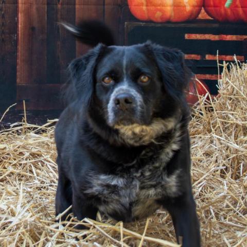 Dillon, an adoptable Spaniel Mix in Middletown, NY_image-4