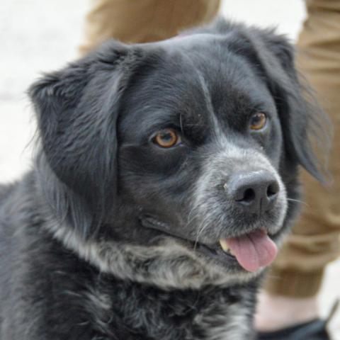 Dillon, an adoptable Spaniel in Middletown, NY, 10940 | Photo Image 4