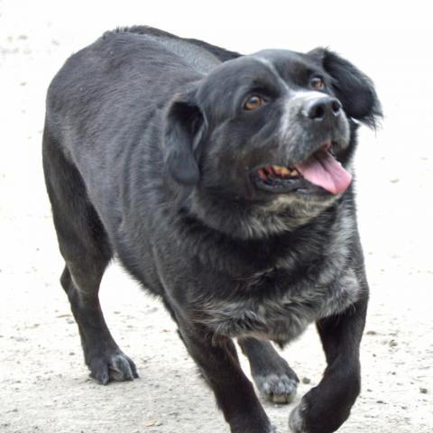 Dillon, an adoptable Spaniel in Middletown, NY, 10940 | Photo Image 4