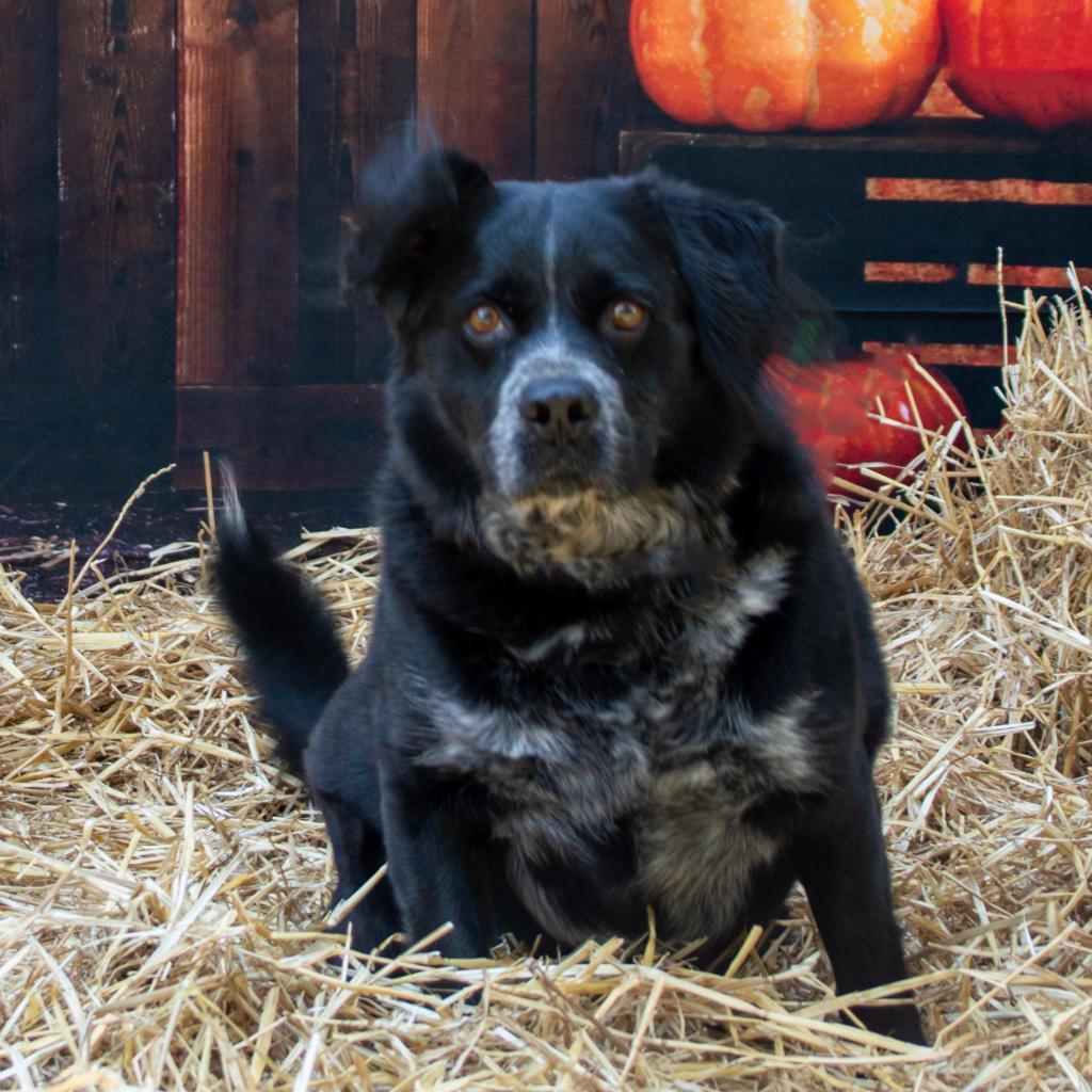 Dillon, an adoptable Spaniel in Middletown, NY, 10940 | Photo Image 4