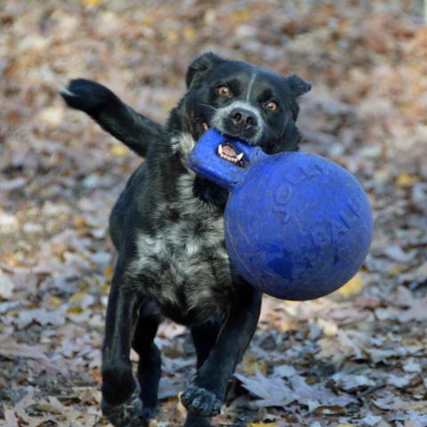 Dillon, an adoptable Spaniel in Middletown, NY, 10940 | Photo Image 6