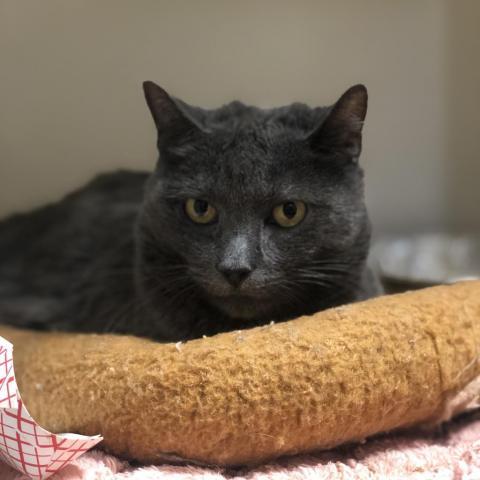 Amy, an adoptable Domestic Short Hair in Cumming, GA, 30040 | Photo Image 1