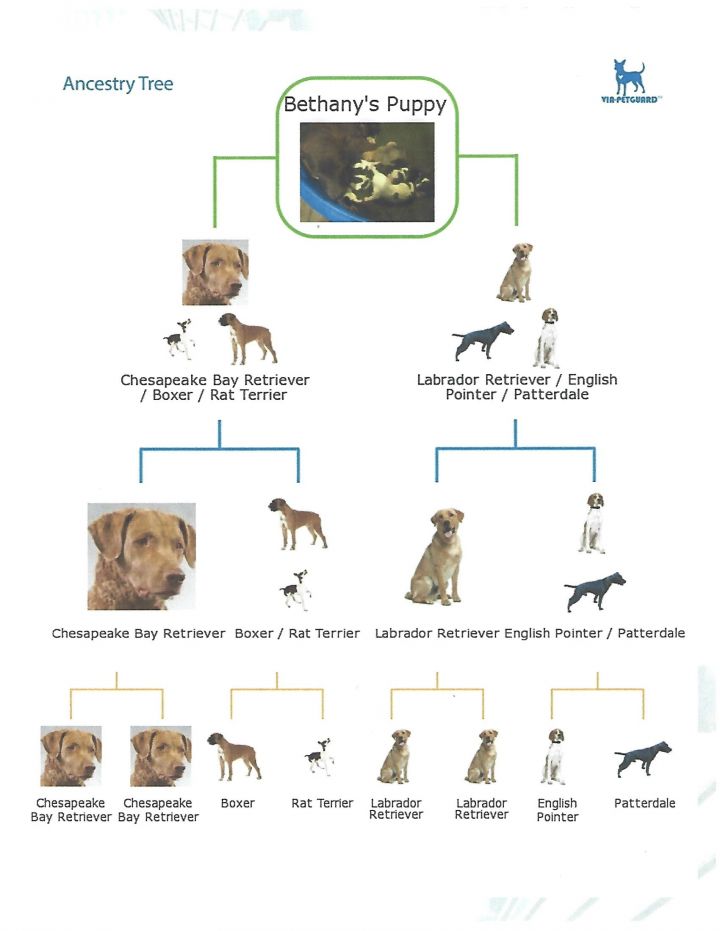 Dog For Adoption Bethany 2 Yr Old Chesapeake Bay Retriever Boxer