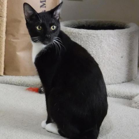 Banjo, an adoptable Domestic Short Hair in Cumming, GA, 30040 | Photo Image 1