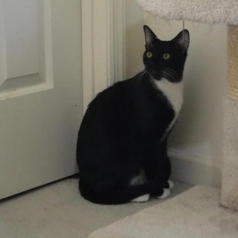 Banjo, an adoptable Domestic Short Hair in Cumming, GA, 30040 | Photo Image 2