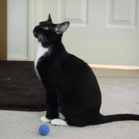 Banjo, an adoptable Domestic Short Hair in Cumming, GA, 30040 | Photo Image 3