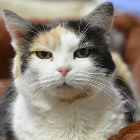 Edith, an adoptable Domestic Short Hair in Cumming, GA, 30040 | Photo Image 1