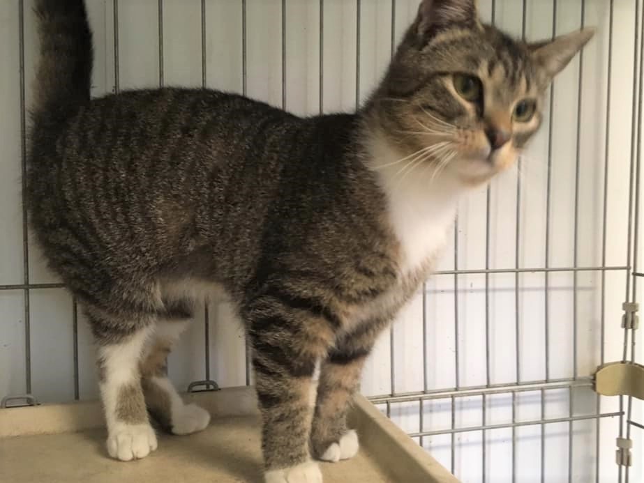 Skip-Bo, an adoptable Domestic Short Hair in Stuart, VA, 24171 | Photo Image 1