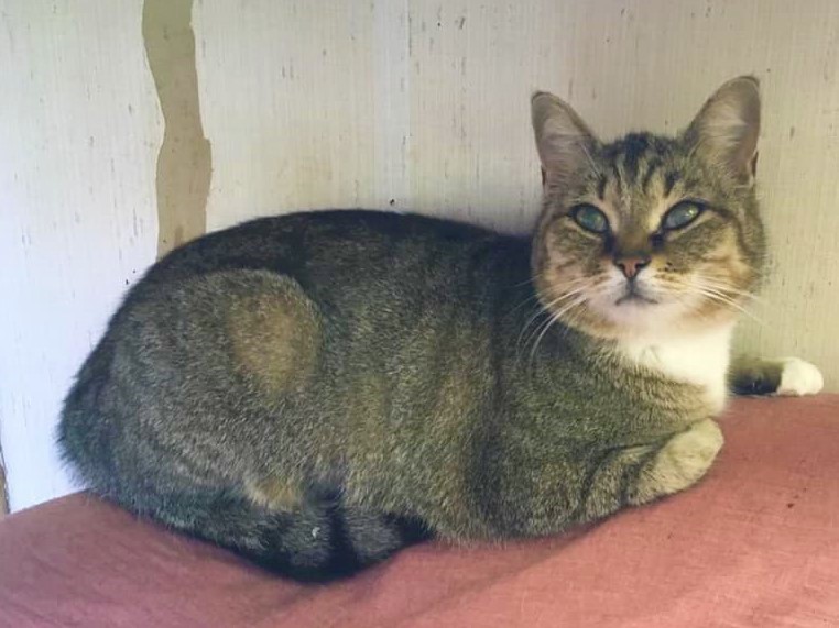 Scrabble, an adoptable Domestic Short Hair in Stuart, VA, 24171 | Photo Image 1