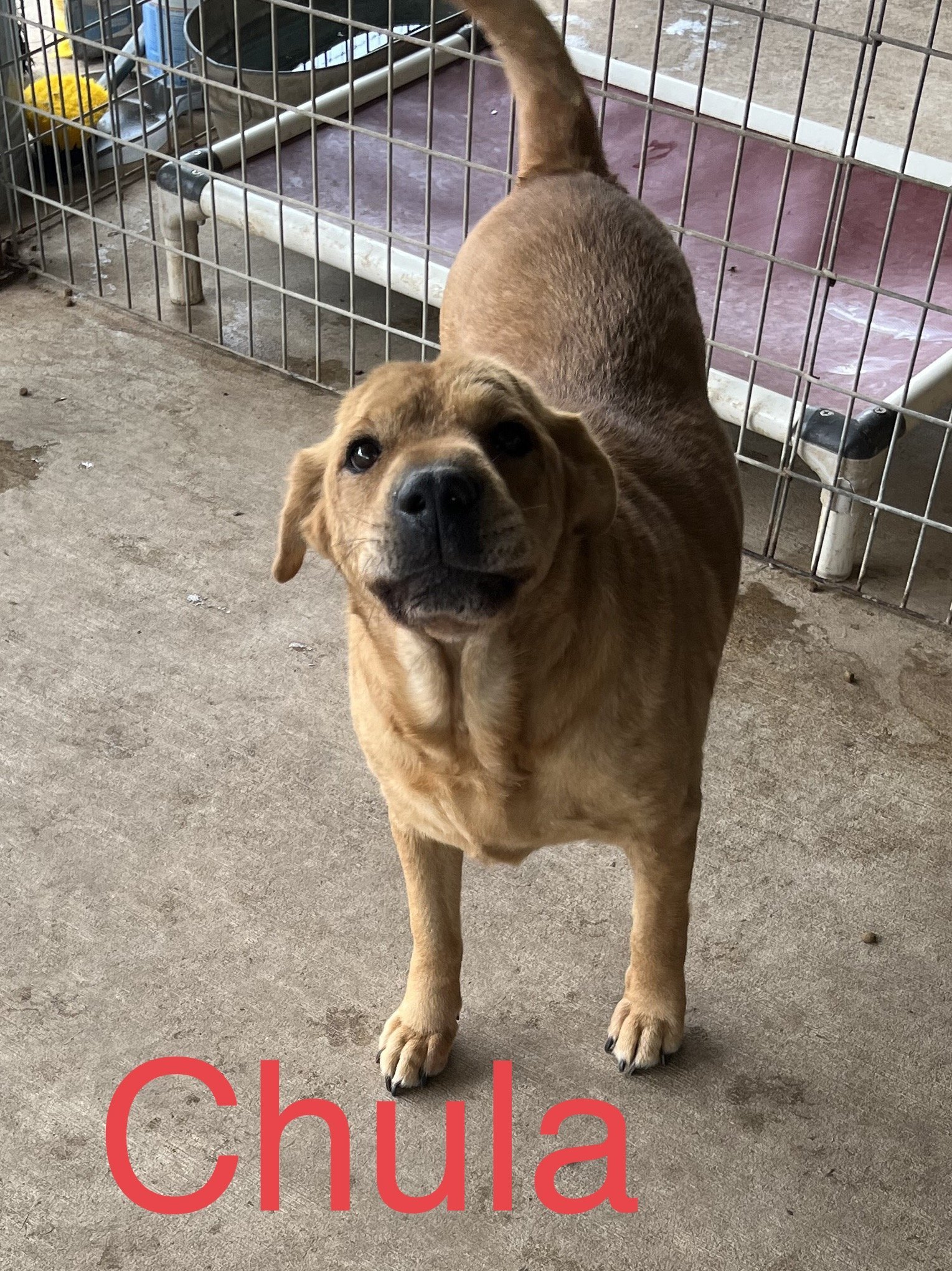 Chula, an adoptable Shar-Pei, Shepherd in Pipe Creek, TX, 78063 | Photo Image 1