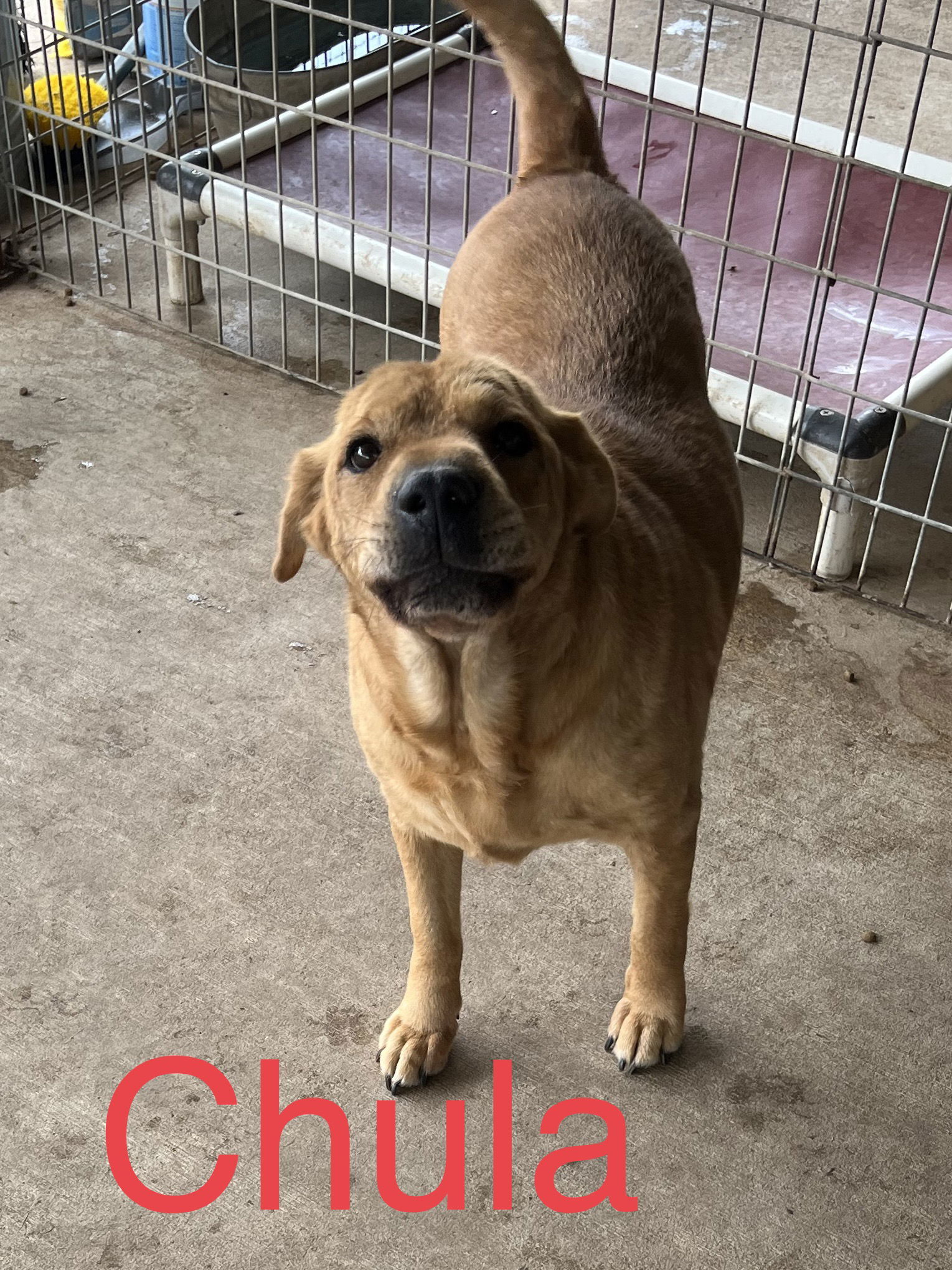 Chula, an adoptable Shar-Pei, Labrador Retriever in Pipe Creek, TX, 78063 | Photo Image 1