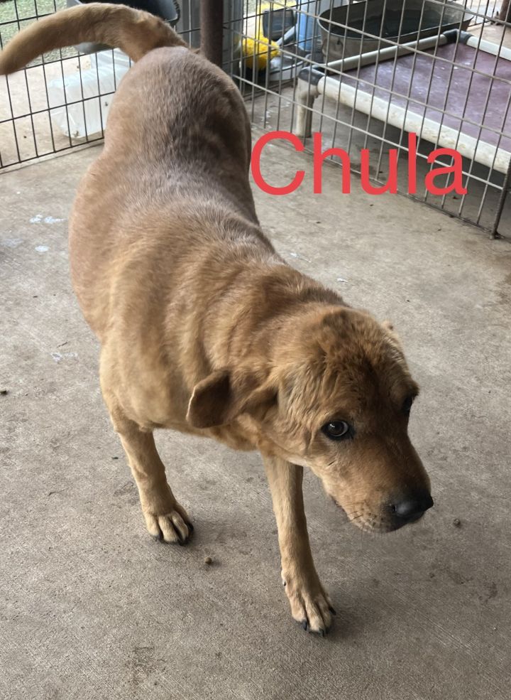 Chula, an adoptable Shar-Pei & Pit Bull Terrier Mix in Pipe Creek, TX_image-2
