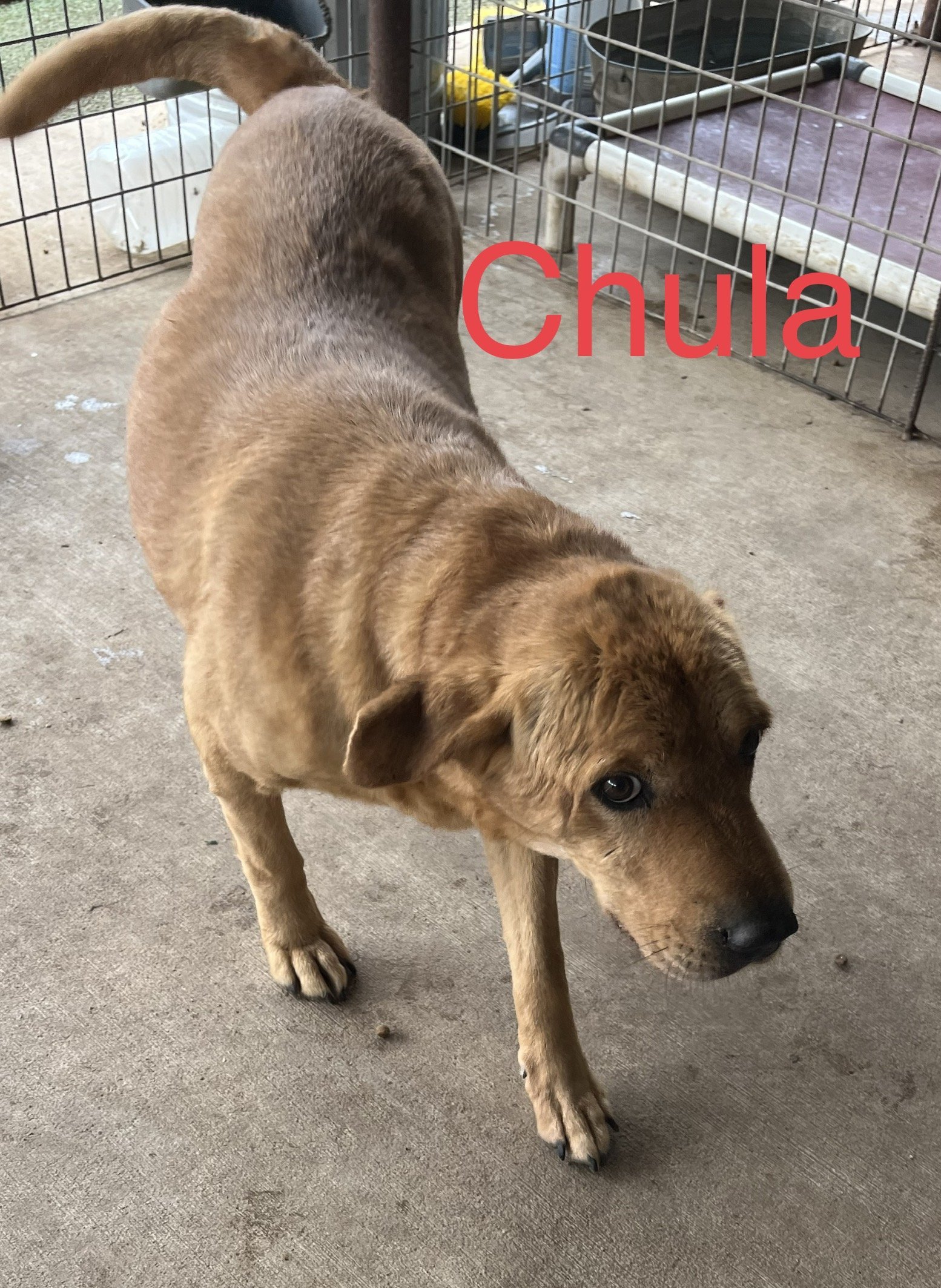Chula, an adoptable Shar-Pei, Shepherd in Pipe Creek, TX, 78063 | Photo Image 2