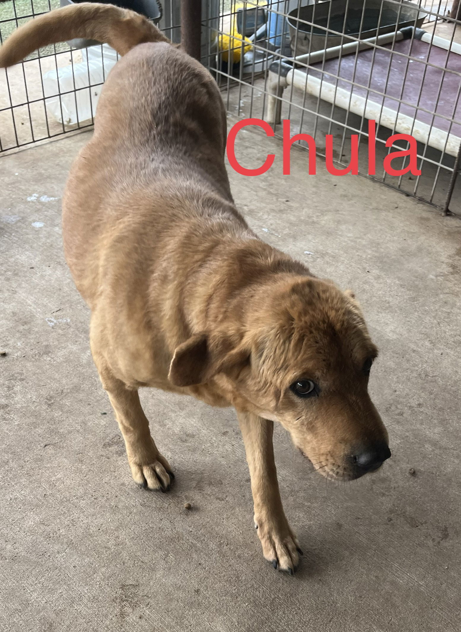 Chula, an adoptable Shar-Pei, Labrador Retriever in Pipe Creek, TX, 78063 | Photo Image 2