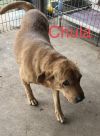 Chula photo 2