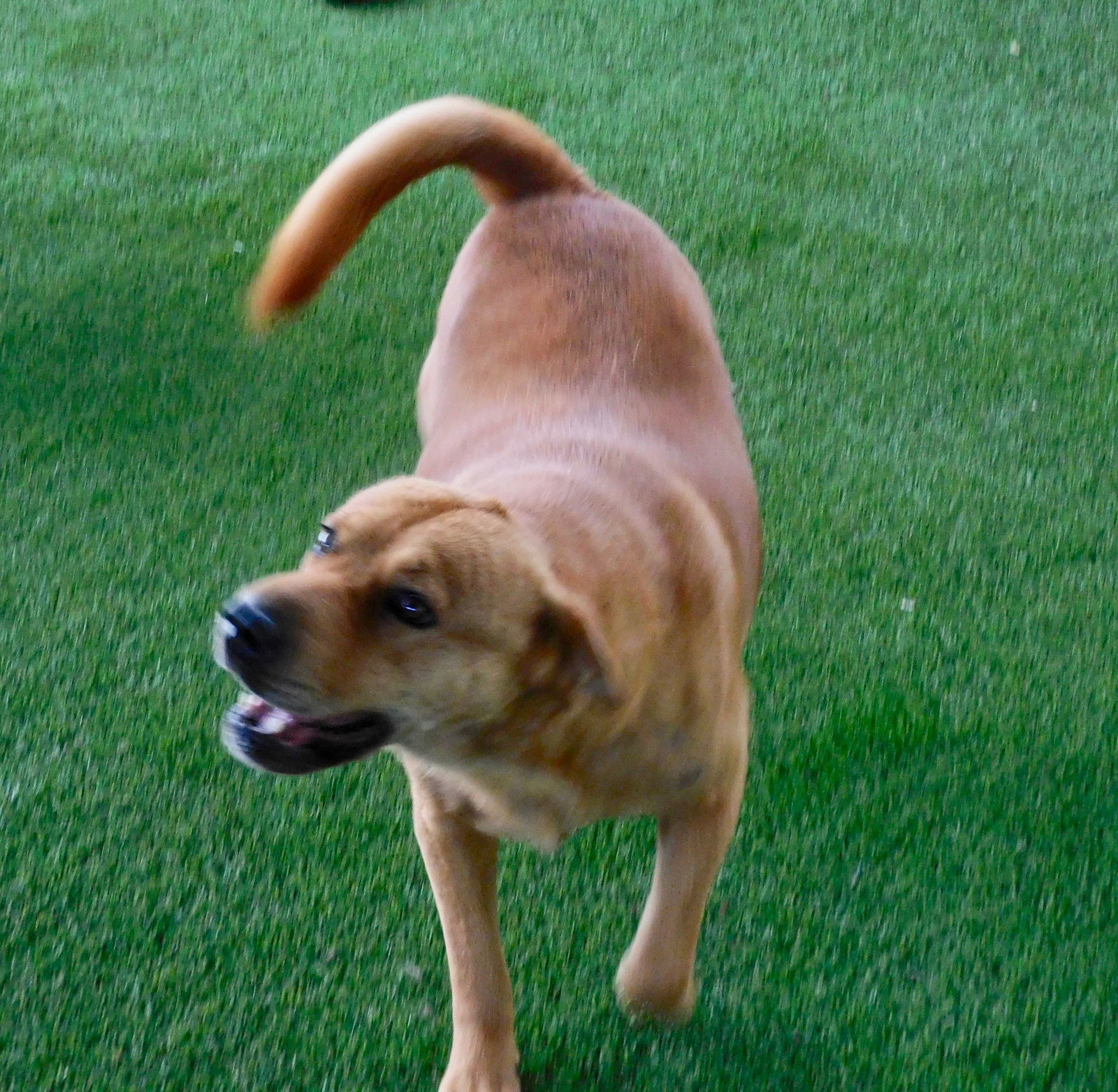 Chula, an adoptable Shar-Pei, Labrador Retriever in Pipe Creek, TX, 78063 | Photo Image 3