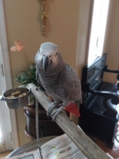 Barney, an adopted African Grey in North Babylon, NY_image-1