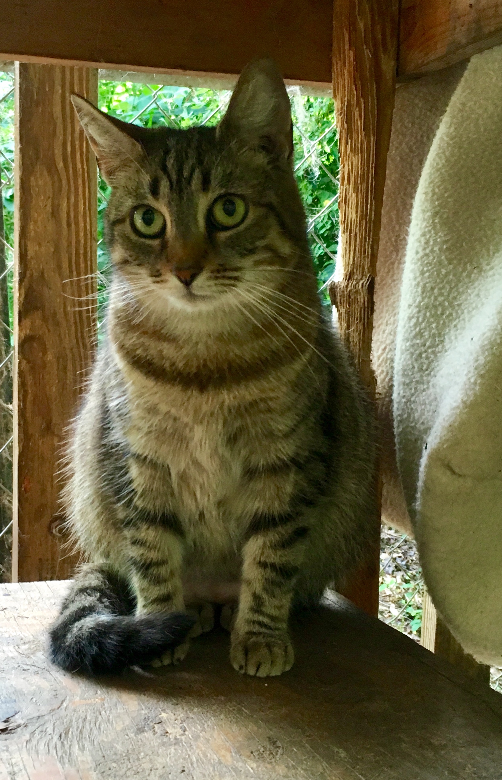 Lucia, an adoptable Domestic Short Hair in Stuart, VA, 24171 | Photo Image 1