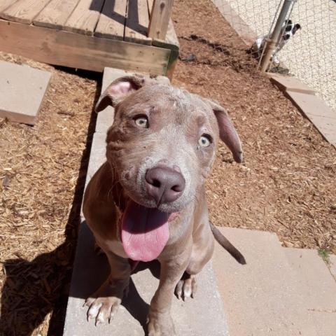 Rudy 10231, an adoptable Labrador Retriever, Pit Bull Terrier in Cumming, GA, 30040 | Photo Image 1