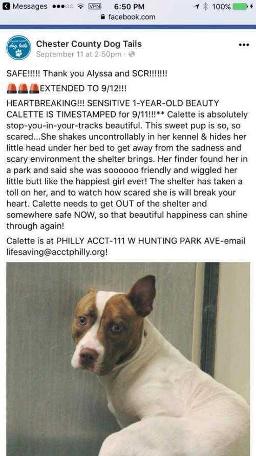 Calette, an adoptable American Staffordshire Terrier Mix in Whitestone, NY_image-4